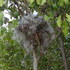 Raven holofill nest