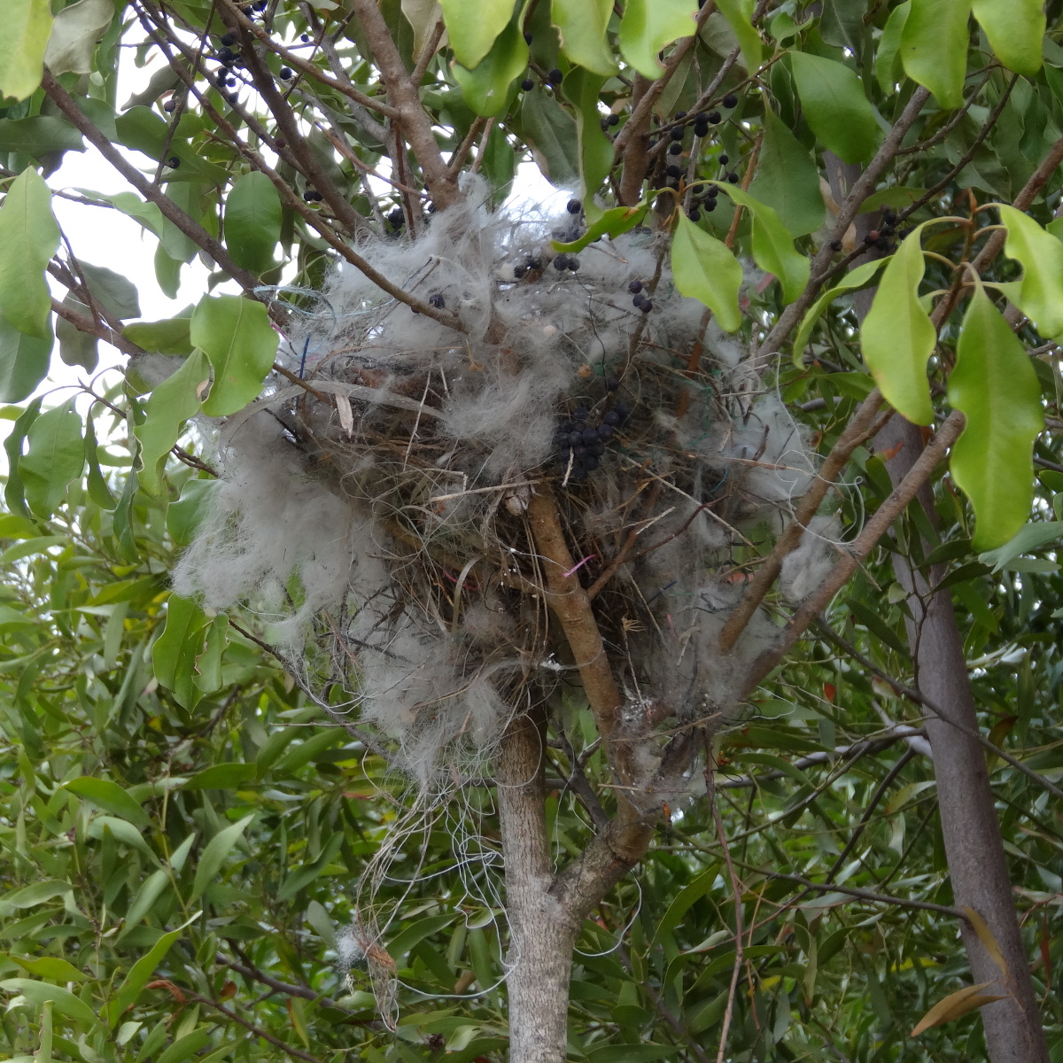 Raven holofill nest