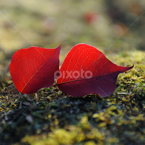 A couple Autumn Leaves by Leka Huie - Nature Up Close Leaves & Grasses