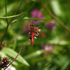 Common Darter Dragonfly (Male)