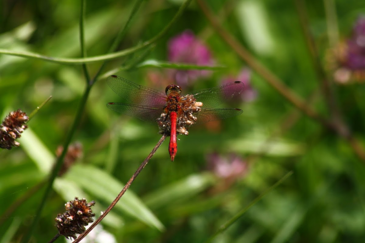 Common Darter Dragonfly (Male)