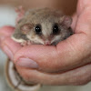 Broad-toed Feathertail Glider