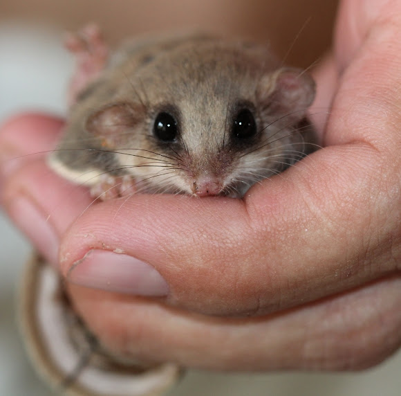 Broadtoed Feathertail Glider Project Noah