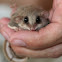 Broad-toed Feathertail Glider