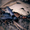 Red Wood Ant (+ habitat pic)