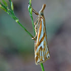 Snout Moth or Crambid moth