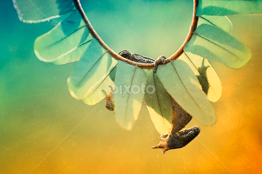 ngintip again by A Rahman - Animals Amphibians