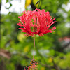 Coral hibiscus / Japanese lantern
