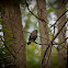 Gray Catbird