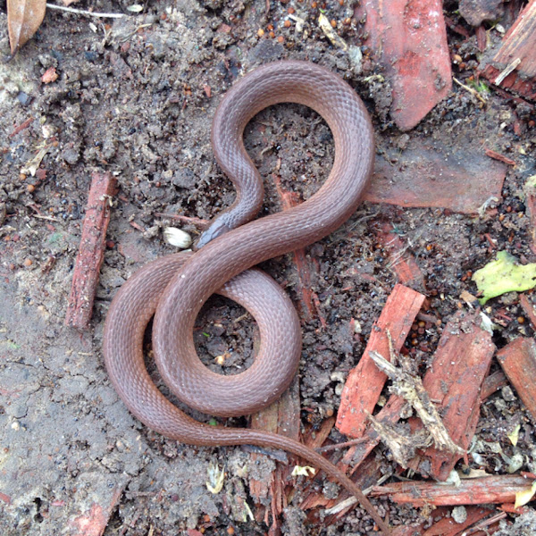 Texas Blind Snake Project Noah