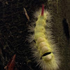 Caterpillar Pale Tussock