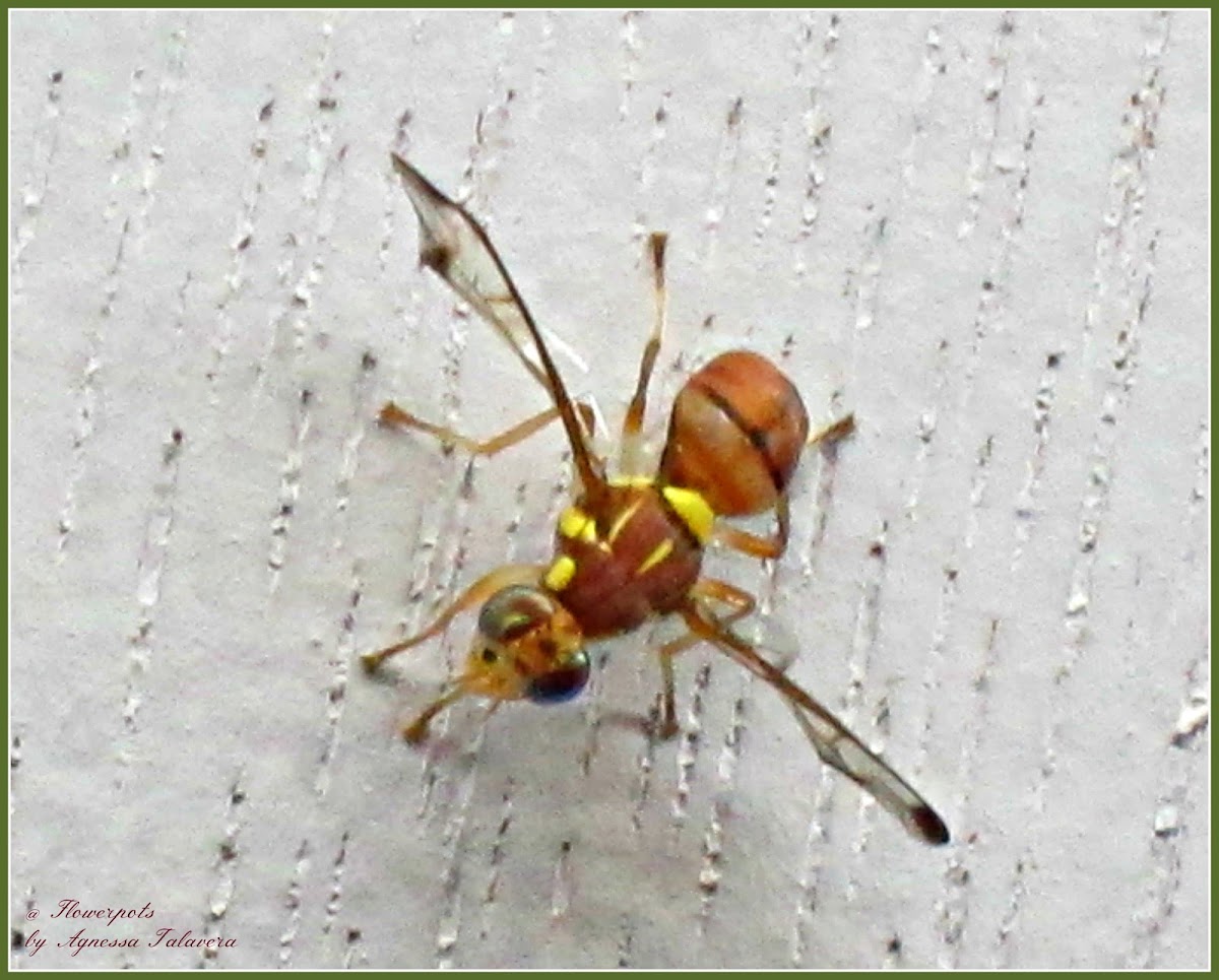 Melon Fruit Fly Project Noah