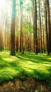 Lesní Živá Tapeta - náhled