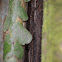 Geco cola de nabo -Turnip-tailed gecko