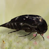 Pintail Beetle ?