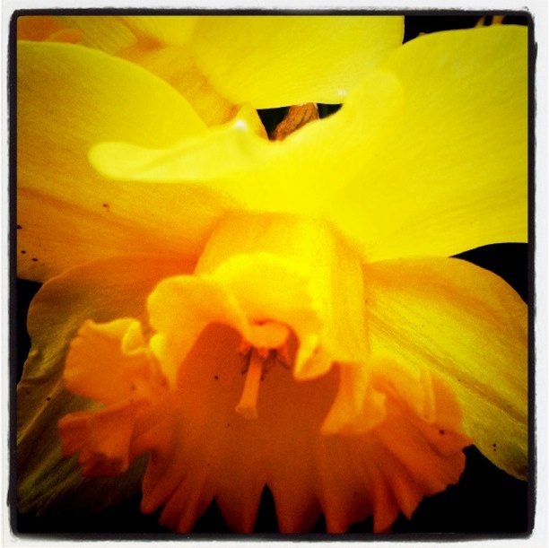 Daffodil