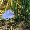 Chicory