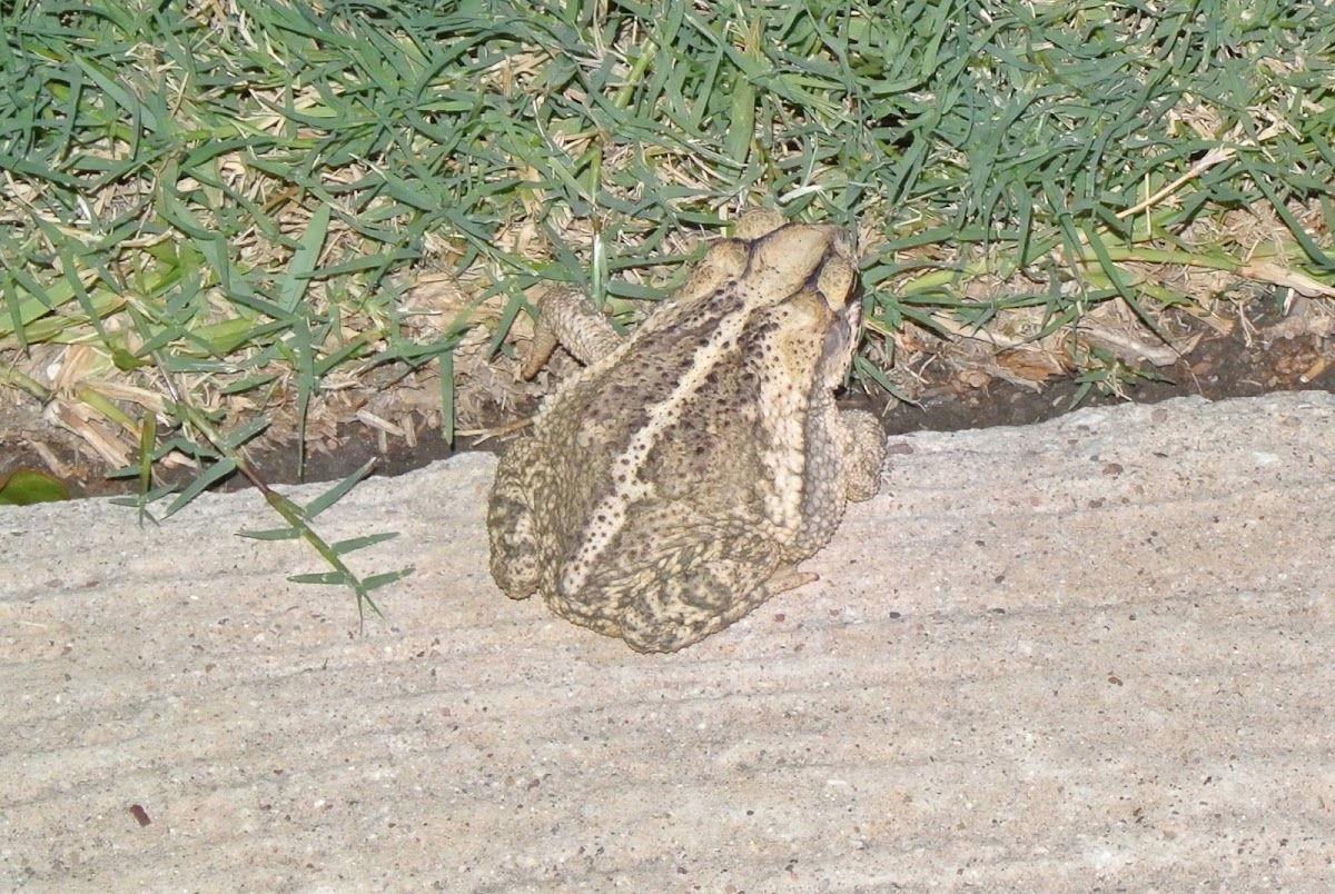 Gulf Coast Toad