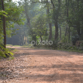Forest in Bolpur by Dipa Chatterjee - Landscapes Forests