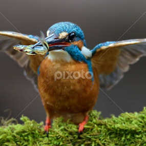 The Big Hunter by Raj Dhage - Animals Birds