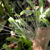 Bartram's Airplant