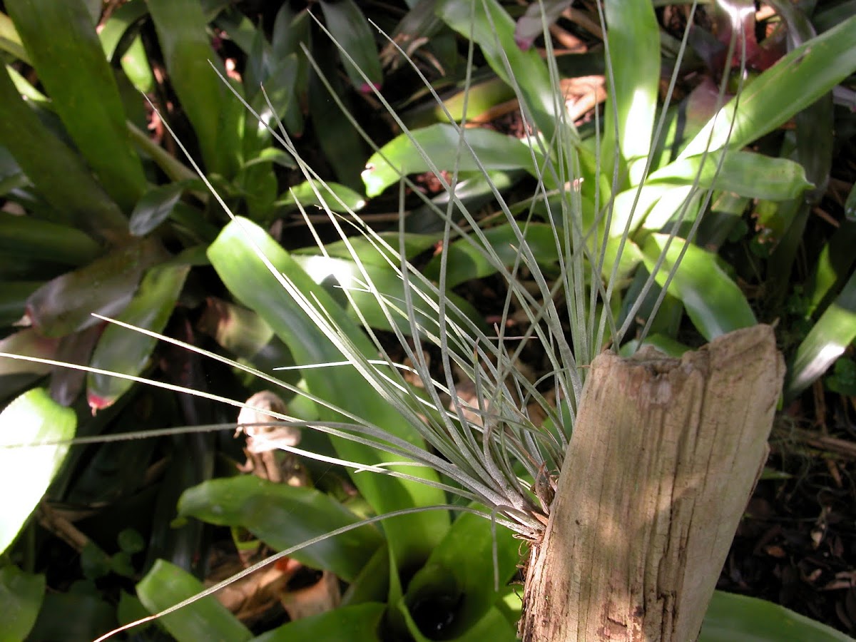 Bartram's Airplant