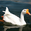 Swan Goose (White Chinese breed)