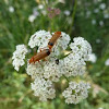 common red Soldier Beetle,
