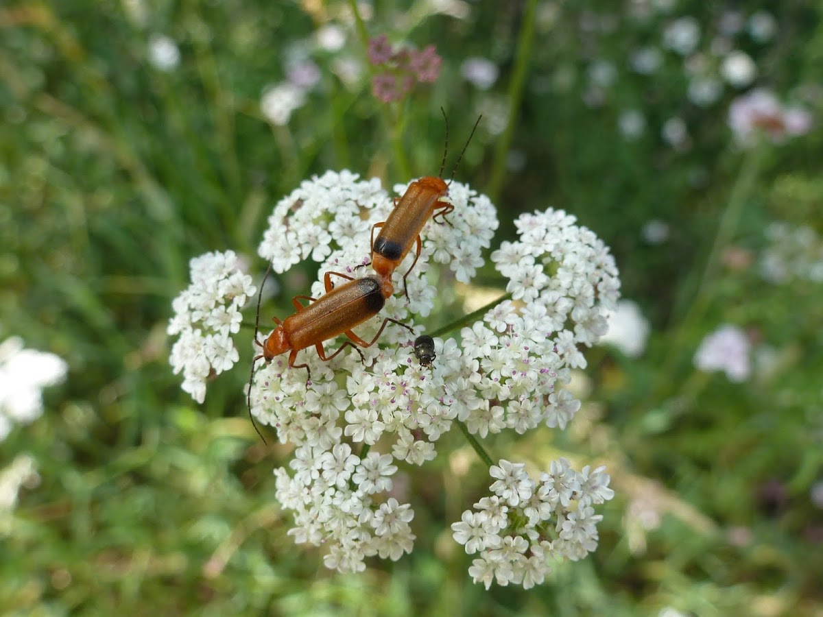 common red Soldier Beetle, Project Noah