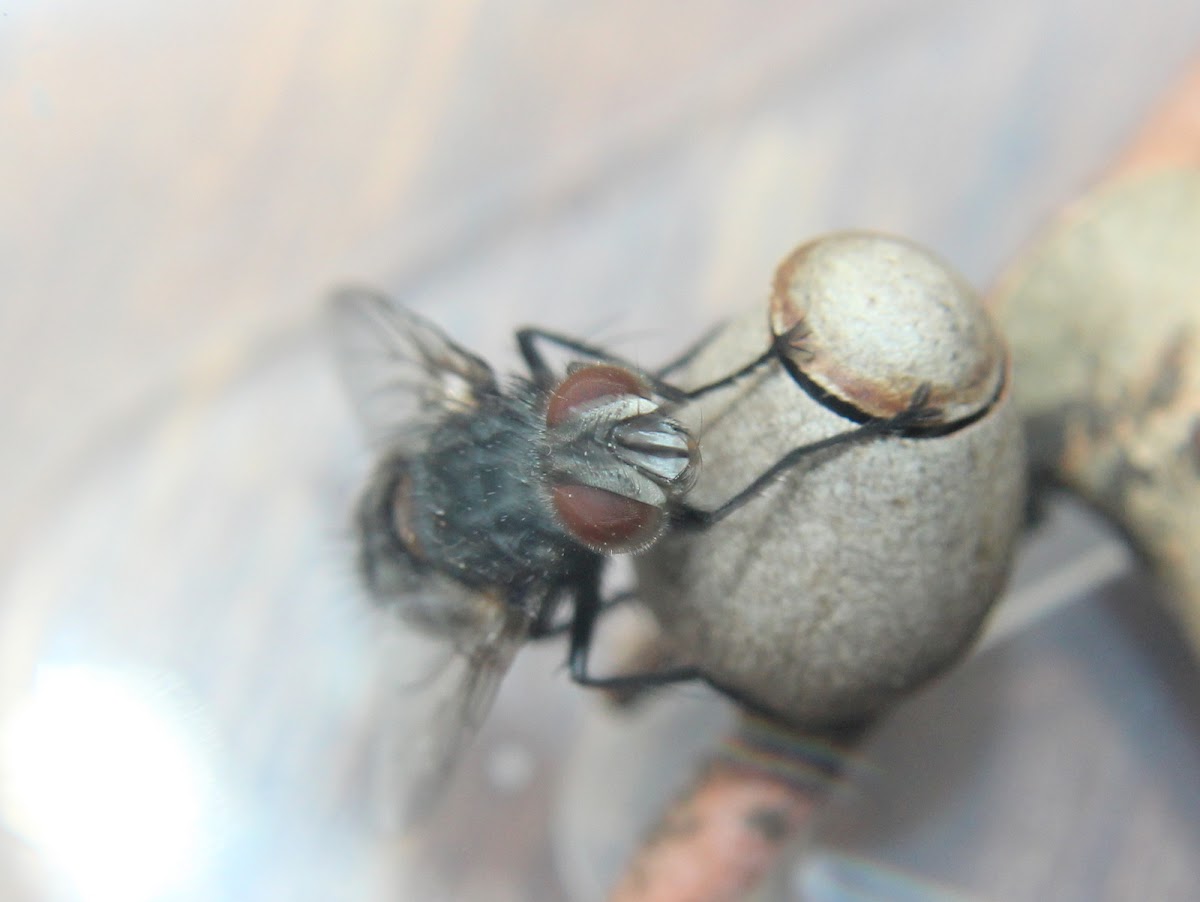 Tachinid fly emerging from moth