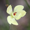 Lemon-scented Sun Orchid