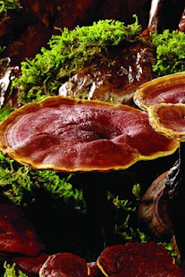 How to get Heilpilz Ling Zhi lastet apk for pc