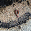 Rusty millipede