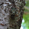 Cicada (min-min-zemi)