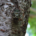 Cicada (min-min-zemi)