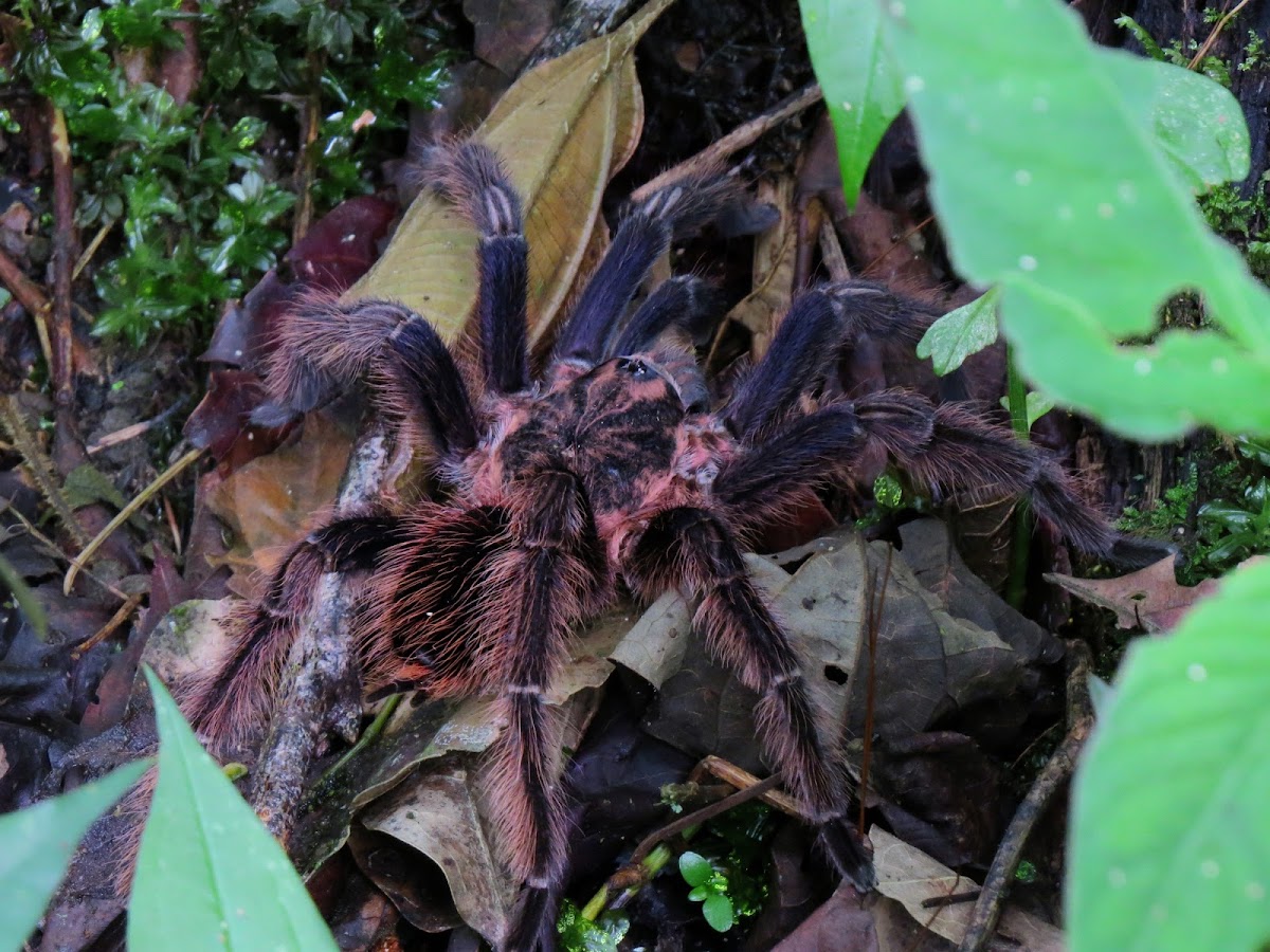 Tarantula