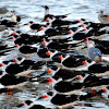 Colony of Black Skimmers