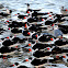 Colony of Black Skimmers