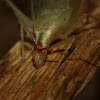 Broad winged tree cricket