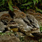 Wood Duck (with ducklings)