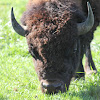 American bison