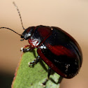Erudite leaf beetle