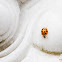 Ladybug (Invasion!)