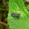 Lantana Leaf Miner Beetle