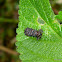 Lantana Leaf Miner Beetle