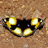 Yellow Pansy (male)