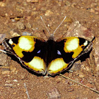 Yellow Pansy (male)