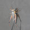 Sword Tailed Cricket