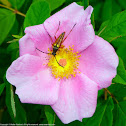 Flower Longhorn beetle