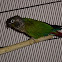 Green cheeked conure